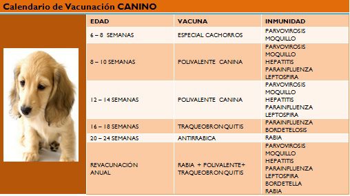 vacuna perro
